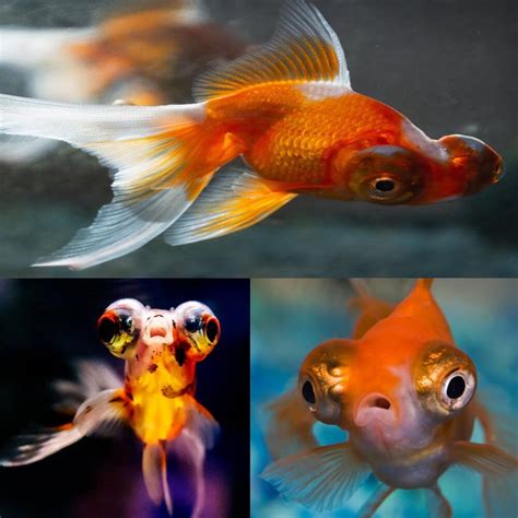telescope fish|Telescope Fish Facts .
